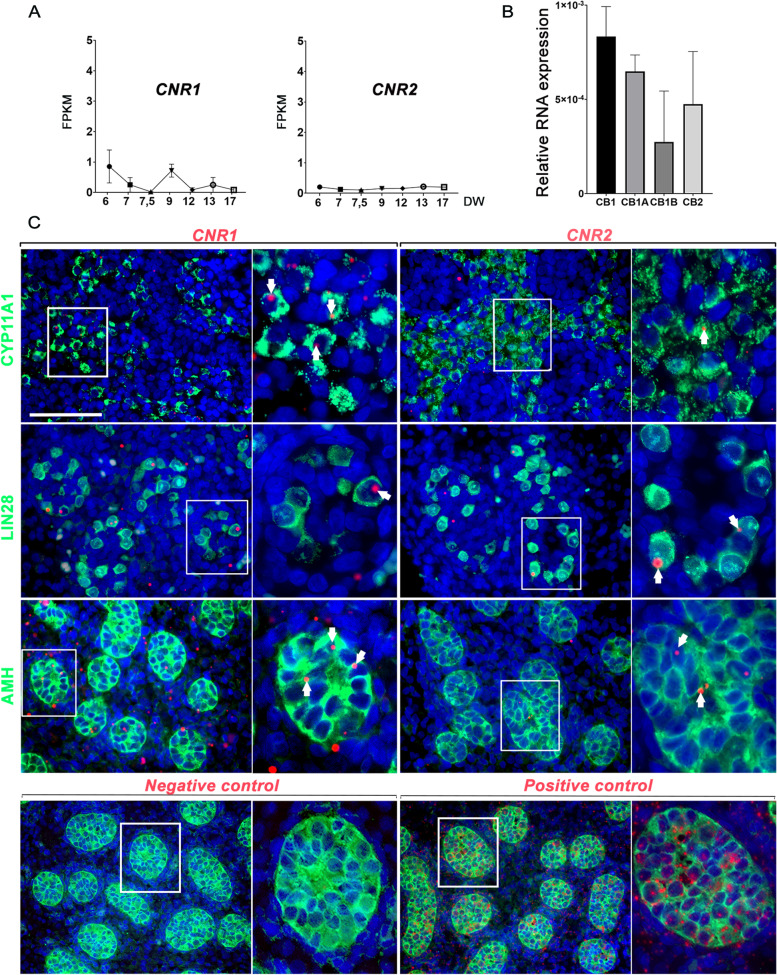 Cannabinoid receptors expression in human fetal testis. (A) RNA-seq quantification of transcripts coding for CB1 (CNR1) and CB2 (CNR2) in bulk embryonic human testis from 6 to 17 DW. Transcripts amount is expressed in Fragments Per Kilobase Million (FPKM). (B) Expression profiles of transcript isoforms coding for CB1, CB1A, CB1B, and CB2A. RT-qPCR was performed on testes from 3 human embryos at 7 DW. Histograms represent mean expression (relative to RPLP0) ± SEM. (C) Detection of CNR1 and CNR2 transcripts by RNAscope (red dots, some pointed by white arrows) on 10–12 DW human testis section co-immunostained with specific antibodies for Leydig cells (CYP11A1-positive cells), germ cells (LIN28-positive cells), and Sertoli cells (AMH-positive cells) in green. The right panel of each probe corresponds to an higher magnification. Scale bar = 70 and 30 µm for the higher magnification. The detection of dihydrodipicolinate reductase (dapB) and polymerase II transcripts was used as negative and positive control respectively on 10–12 DW human testis section co-immunostained with specific antibodies for Sertoli cells