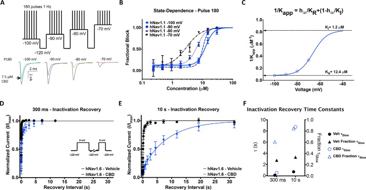 State-dependent inhibition of Nav current by CBD and effects on recovery from inactivation. A, pulse protocol showing 180 pulses run at 1 Hz at each holding potential and representative current traces. B, CBD potency at four holding potentials at pulse 180 (3 min) (IC50: −100 mV = 12.7 ± 1.0 μm, −90 mV = 10.3 ± 0.5 μm, −80 mV = 6.7 ± 0.4 μm, −70 mV = 2.9 ± 0.6 μm; n = 2–6). C, apparent Kd at different voltages was well fit with a four-state model invoking different potencies for resting and inactivated-state block. D and E, recovery from inactivation in 3.7 μm CBD at: 300 ms (vehicle (Veh): τFast = 0.00173 s, τSlow = 0.0688 s, n = 35; CBD: τFast = 0.00654 s; τSlow = 0.516 s; n = 3) and 10 s (vehicle: τFast = 0.0715 s, τSlow = 0.696 s, n = 33; CBD: τFast = 0.272 s; τSlow = 8.72 s; n = 3). F, the slow components of recovery from inactivation in vehicle and CBD at 300 ms and 3 s are shown on the left y axis, and the fraction of slow to fast component of recovery from inactivation is shown on the right y axis.
