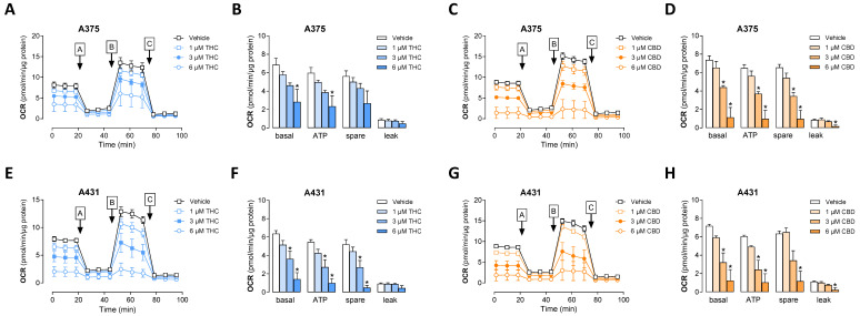 Effect of THC and CBD on oxygen consumption rate (OCR) of A375 (A–D) and A431 cells (E–H). The cells were incubated with THC or CBD at the indicated concentrations for 24 h. A mitochondrial stress test was then carried out and OCR values were determined using the Seahorse XFe24 Analyzer. Therefore, oligomycin (port A), FCCP (port B) and antimycin A/rotenone (port C) were loaded into the respective ports of the sensor cartridges and released into the wells at the specified times, as marked by enclosed uppercase letters with arrows in the time-course panels. From this assay, time courses of OCR in both cell lines treated with THC (A,E) or CBD (C,G) and calculations of basal respiration (basal), ATP-linked respiration (ATP), spare respiratory capacity and proton leak (B,D,F,H) are shown. The data represent mean values ± SEM of n = 3 per group from 3 independent experiments. * p ≤ 0.05 vs. corresponding vehicle control; one-way ANOVA with Dunnett’s post hoc test.