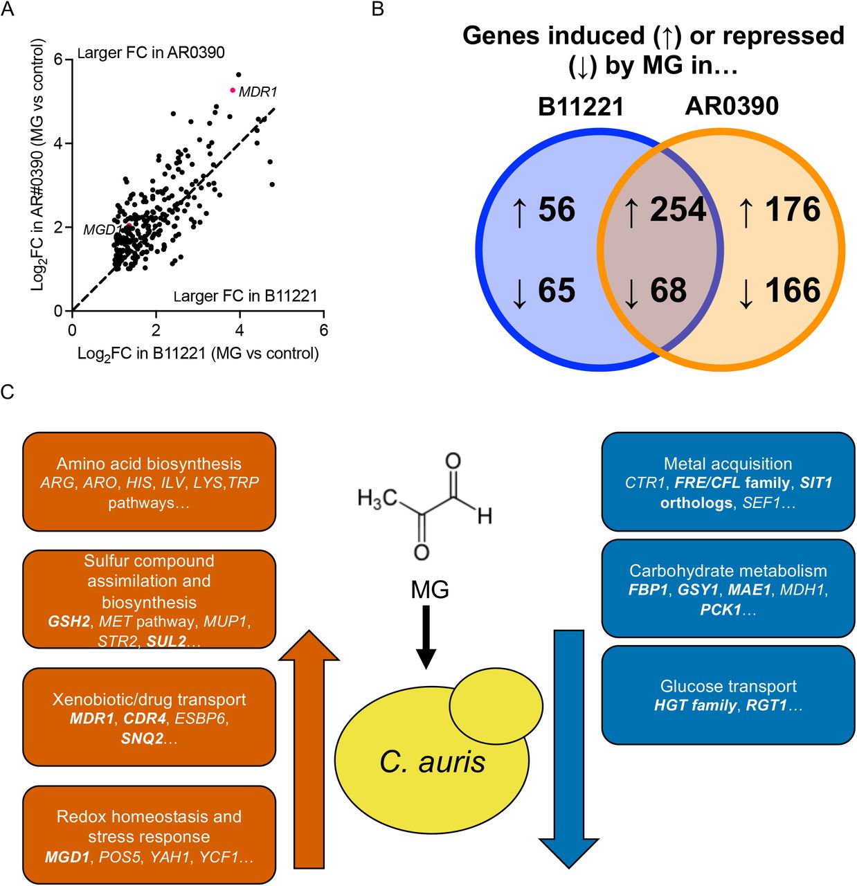 MG induces and represses common pathways across B11221 and AR0390.A) Venn diagram of genes with syntenic orthologs between B11221 and AR0390 that were significantly induced (indicated by “up” arrows) or repressed (indicated by “down” arrows) by MG in either or both strains. B) Scatter plot of the log2FC of genes significantly induced by MG in AR0390 vs the log2FC of genes induced by MG in B11221. Only genes with syntenic orthologs between the two strains are shown. Each point represents a single gene; points above the dotted line indicate genes which exhibited a greater Log2FC in AR0390, and points below the dotted line indicate genes which exhibited a greater log2FC in B11221. MGD1 and MDR1 are indicated with red dots for reference. C) Graphic summary of major groups of genes that were significantly up- or down-regulated in response to MG in both B11221 and AR0390. Genes in bold text were also up- or down-regulated in response to BEN in B11221.