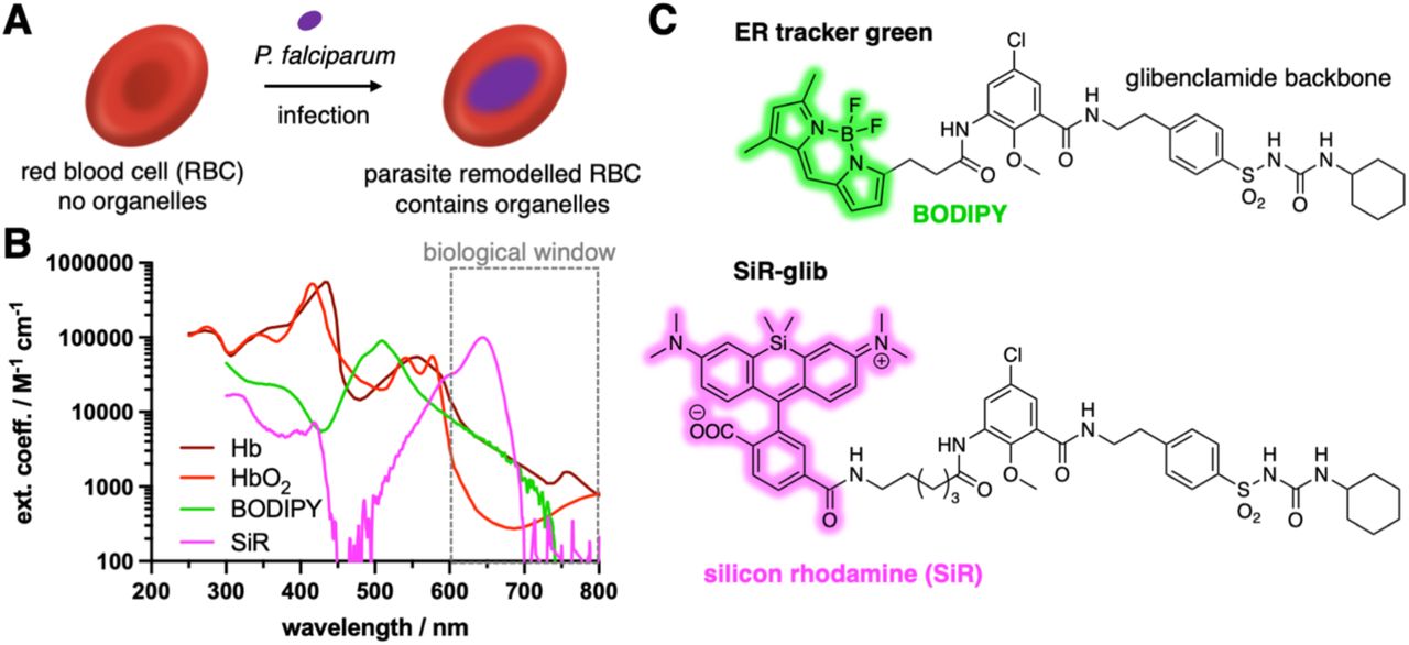 Silicon rhodamine-fused glibenclamide for the detection of P. falciparum infected red blood cells (RBCs).A) RBC do not contain any organelles, which changes through the infection by P. falciparum parasites due to remodeling and genesis of ER, nucleus, etc. B) High absorbance of oxygen free (Hb) and oxygen-bound hemoglobin (HbO2) in the UV to green range might mask ER tracker green. Far-red silicon rhodamine falls into the biological imaging window above 600 nm. C) Chemical structure of glibenclamide and its fluorophore-linked congeners ER tracker green (BODIPY fused) and SiR-glib (SiR fused).