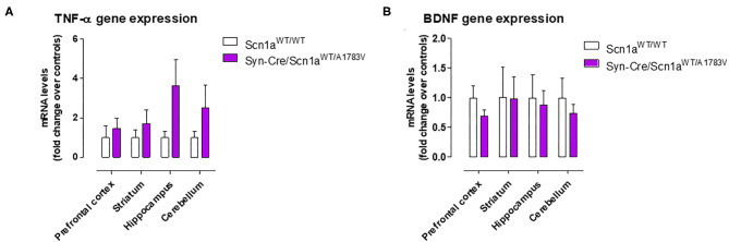 Gene expression for TNF-α and BDNF measured by qPCR in different CNS structures of Syn-Cre/Scn1aWT/A1783V mice compared with Scn1aWT/W animals at PND25. Values are fold of change over controls and correspond to means ± SEM of five to six animals per group. Data were assessed by the Student's t-test.