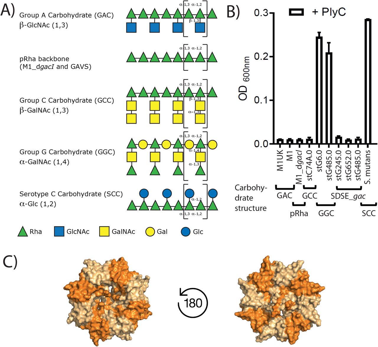A) Symbolic drawings of the carbohydrate structures of GAS (GAC), polyrhamnose backbone (pRha) in GAVS and M1_dgacI, GCS (GCC), GGS (GGC) and S. mutans (SCC). For simplicity, the reported glycerol phosphate of occasionally present on the GAC and SCC side chains have been omitted. Repeat units are marked with brackets. The pRha backbone with alternating (α1->2) and (α1->3) linkages, whilst the α1->2 Rha being decorated with a 11->3 side chain is a commonality among all PlyC susceptible strains. B) PlyC lysis of streptococcal pathogens. Group A and Group C Streptococci serotypes are susceptible to PlyC-mediated lysis. Group G Streptococci show limited susceptibility and S. mutans is resistant to PlyC lysis. Three SDSE isolates that produce the GAC instead of GGC (SDSE_gac) are susceptible to PlyC treatment. C) Bottom and top view onto WT PlyCB octameric structure with the GlyH and EAD domains omitted (4f78.pdb).