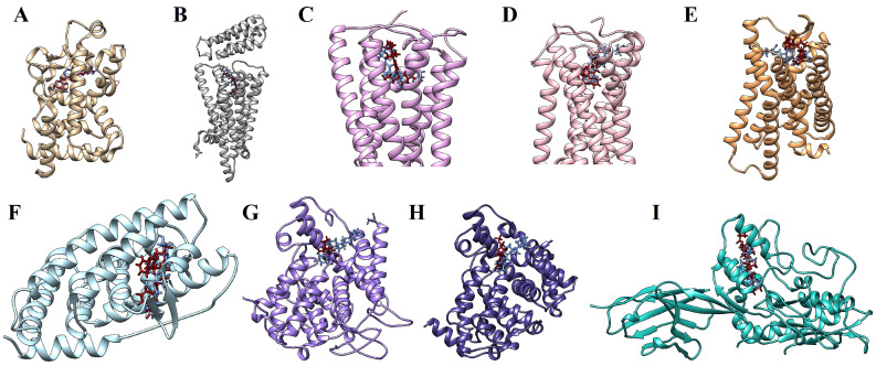 Molecular docking simulations in which calcitriol is colored in blue and the positive controls are colored in dark red. (A) VDR and calcitriol interacting in VDX binding site. (B) H3R and calcitriol in the 1IB binding site. (C) CB1 and calcitriol in the 9GF binding site. (D) CB2 and calcitriol in the WI5 binding site. (E) OPRL1/NOP and calcitriol in the DGV binding site. (F) NR1H3/LXR-α and calcitriol in the 965 binding site. (G) PDE3A and calcitriol in the X5M binding site. (H) PDE5A and calcitriol in the 5GP binding site. (I) PTCH1 and calcitriol in the Y01 binding site.