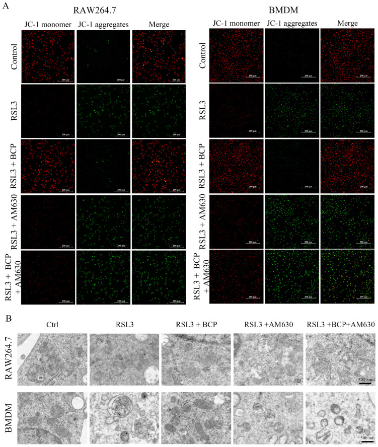 BCP ameliorates RSL3-induced mitochondrial damage via activation of the CB2R. RAW264.7 macrophages or BMDMs were treated with 500 nM RSL3 in the presence of BCP (20 μM), CB2R antagonist AM630 (5 μM) or both AM630 and BCP for 6 h. (A), Representative JC-1 staining images showing mitochondrial membrane potential changes of RAW264.7 macrophages and BMDMs. Scale bar, 200 μm. (B), Transmission electron microscopy of RAW264.7 macrophage and BMDM mitochondria after different treatments. Scale bar, 500 nm. AM630, 6-Iodopravadoline; BCP, β-caryophyllene; BMDM, bone marrow-derived macrophage; Fer-1, ferrostatin-1; RSL3, ras-selective lethal small molecules 3.