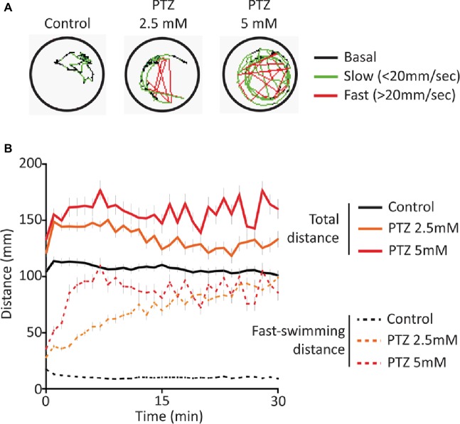 Behavioral response following acute exposure to PTZ. (A) Representative behavioral trace for 60 s from a single larvae. (B) Larval activity pattern as measured by average distance traveled (60 s time bins) immediately after introduction of PTZ (n = 144 for PTZ 2.5, n = 108 for PTZ 5, n = 252 for controls).