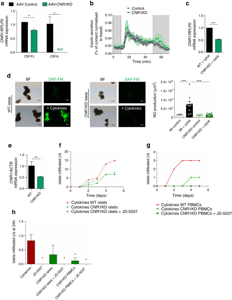 CNR1 ablation in human islets prevents cytokine-induced NO production and insulitis ex vivo. CNR1 was knocked down in human islets or PBMCs using CRISPR/Cas9, and cytokine-mediated damage was investigated in the human insulitis ex vivo model. (a) mRNA expression of CNR1 full length (CB1FL) and b isoform (CB1b) in CNR1KD and control islets. (b) GSIS in a perifusion system. (c) CNR1 expression after cytokine treatment. (d) NO production in wild-type and CNR1KD islets. Representative photomicrographs showing NO production as stained with DAF-FM (green), and bright-field photomicrographs of the same field; the graph shows quantification of the relative fluorescence units for DAF-FM staining. Scale bar, 200 μm. (e) mRNA expression of CNR1 in CNR1KD and wild-type PBMCs. (f, g) Infiltration of wild-type immune cells in co-culture with wild-type or CNR1KD islets (f) and infiltration of wild-type or CNR1KD immune cells in co-culture with wild-type islets (g). (h) Early infiltration (24 h) of islets in the ex vivo model using CNR1KD islets, and CNR1KD PBMCs with or without JD-5037 (n=3 independent experiments). *p<0.05, **p<0.01 and ***p<0.001 (by t test or two-way ANOVA; Tukey post hoc test). BF, bright field; WT, wild-type