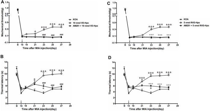 Effects of the CB1 receptor antagonist AM251 on VD-hemopressin (α) and RVD-hemopressin (α) analgesia. (A, B) Time course of the effect of the CB1 receptor antagonist AM251 on tactile and thermal withdrawal thresholds of VD-hemopressin (α) mice. (C, D) Time course of the effect of the CB1 receptor antagonist AM251 on tactile and thermal withdrawal thresholds of RVD-hemopressin (α) mice. The CB1 receptor antagonist AM251 was microinjected into the vlPAG 10 min before VD-hemopressin (α) or RVD-hemopressin (α) starting from 18 days after MIA injection, once every other day for five times, as indicated by the black arrow. *p < 0.05; ***p < 0.001, compared with KOA group; ###p < 0.001, compared with the 10 nmol VD-hemopressin (α) group; +++ p < 0.001, compared with the 5-nmol RVD-hemopressin (α) group. Data are expressed as means ± SEM (n = 5–11 mice in each group).