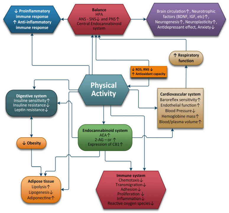 Positive effects of physical activity.
