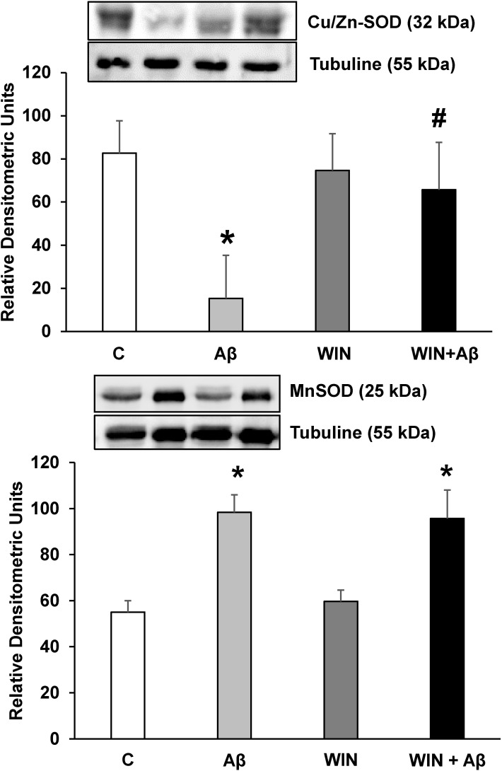 Cu/Zn-SOD and Mn-SOD protein expressions.WIN prevents Cu/Zn-SOD expression decrease in astrocytes in primary culture treated with Aβ1–42. Cu/Zn-SOD, Mn-SOD and α-tubulin expressions were determined by Western-blot in astrocytes treated for 24 h with 10 μM Aβ40–1 (control peptide, C), 10 μM Aβ1–42 (Aβ), 10 μM WIN + 10 μM control peptide (WIN) and 10 μM WIN + 10 μM Aβ1–42 (WIN + Aβ). A representative immunoblot of each protein is shown and tubulin was used as control amount of protein. Data are means ± SD of 4 independent experiments. *p<0.05 vs control cells. #p<0.05 vs Aβ1–42.