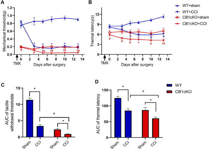 Ablation of CB1 in dorsal root ganglion (DRG) neurons exaggerated tactile allodynia and thermal hyperalgesia induced by nerve injury. (A, C) Time course of the tactile withdrawal thresholds in response to von Frey filaments [represented as integrated area under the curve (AUC) in panel C] in wild-type (WT) and CB1cKO mice after sham or chronic constriction injury (CCI) surgery. (B, D) Time course of the thermal latency to hot plate (represented as integrated AUC in panel D) in WT and CB1cKO mice after sham or CCI surgery (n = 7 mice/group). Data are represented as mean ± SEM, *p < 0.05, compared with the baseline of the respective group; #p < 0.05, compared with WT CCI group at the same time point (two-way ANOVA followed by Bonferroni’s post-hoc test).