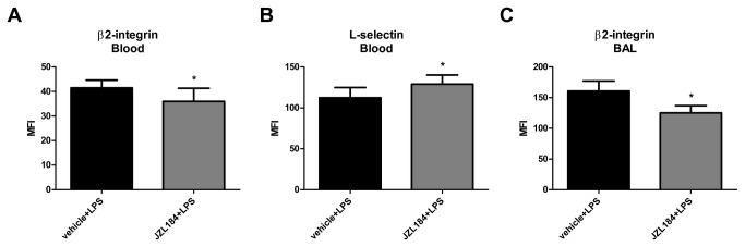 JZL184 effects in adhesion molecules expression in LPS-induced ALI.(A) β2-integrin and (B) L-selectin in the blood 6 hours after LPS-induced ALI. (C) β2-integrin in the bronchoalveolar lavage fluid 48 hours after LPS-induced ALI. Data are mean ± S.D., n=5-9 mice/group. *p<0.05 in relation to C2 group. Mann Whitney U test for two group comparison.