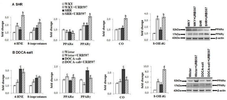 The level of lipid peroxidation products: reactive aldehyde (4-HNE) and prostaglandin derivatives (8-isoPGF2α), the level of oxidative modification products of protein (CO-carbonyl groups) and the level of DNA modification (8-OH dG) and expression of PPAR receptors (PPARα and PPARγ) in the heart of hypertensive rats (A) SHR and (B) DOCA-salt, and rats after administration of URB597. The expression of examined protein is shown in comparison to the control.