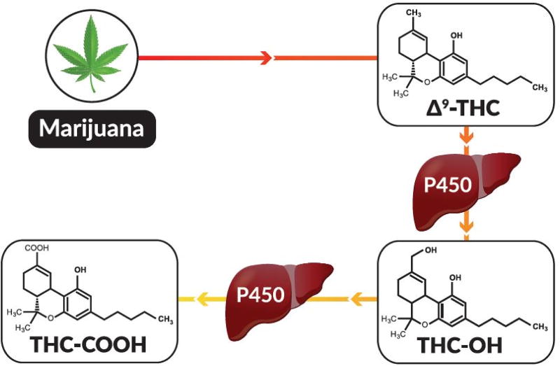 A schematic representation of THC found in marijuana and how THC is metabolized in humans.