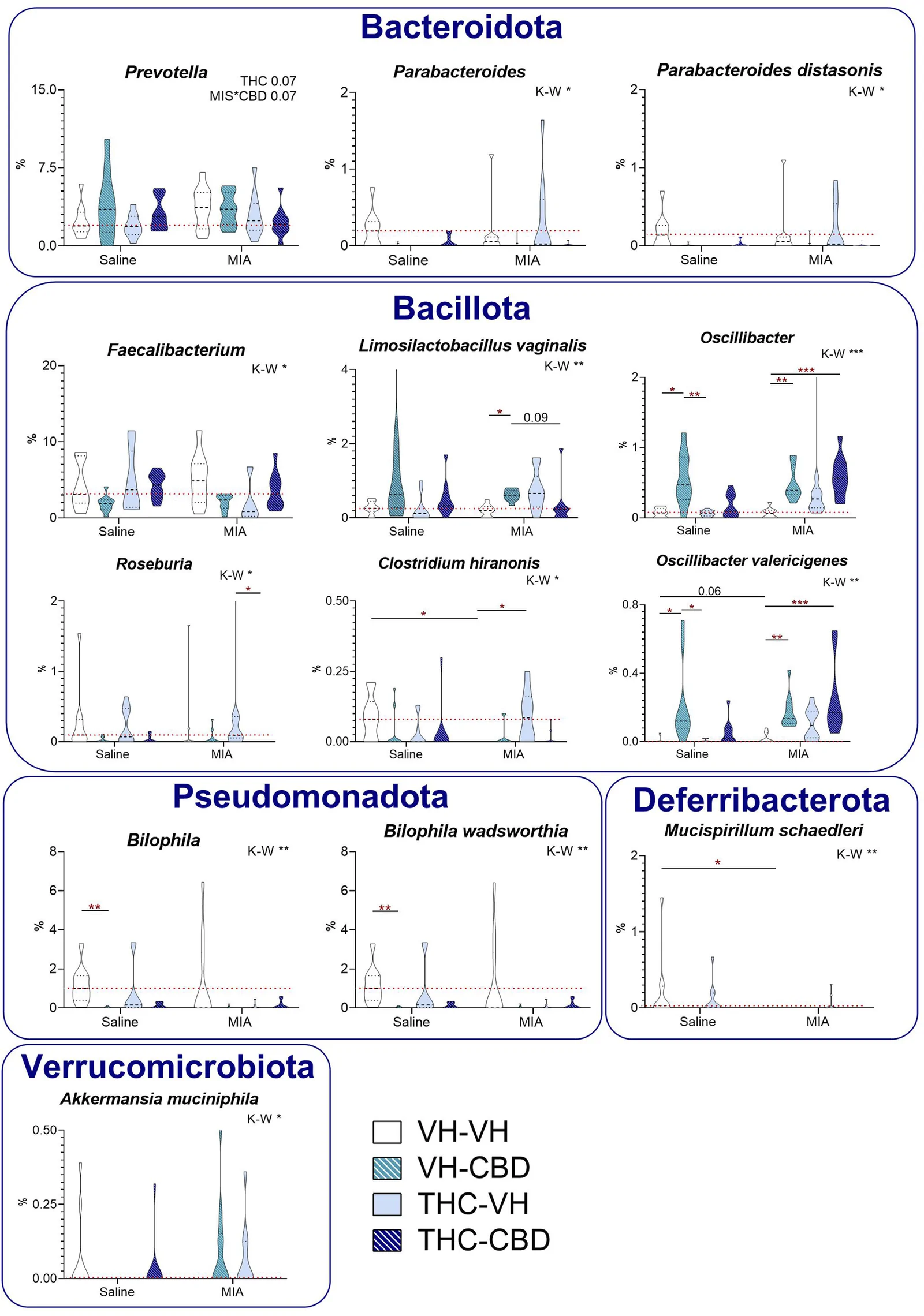 Violin plots grouped by bacterial phyla show microbial abundance for various bacteria in Saline and MIA conditions with four color-coded treatments: VH-VH, VH-CBD, THC-VH, and THC-CBD. Significant differences and statistical markers are indicated above plots for genera including Prevotella, Parabacteroides, Faecalibacterium, Limosilactobacillus vaginalis, Oscillibacter, Roseburia, Clostridium hiranonis, Bilophila, Bilophila wadsworthia, Mucispirillum schaedleri, and Akkermansia muciniphila. Red dashed lines represent reference abundance levels.