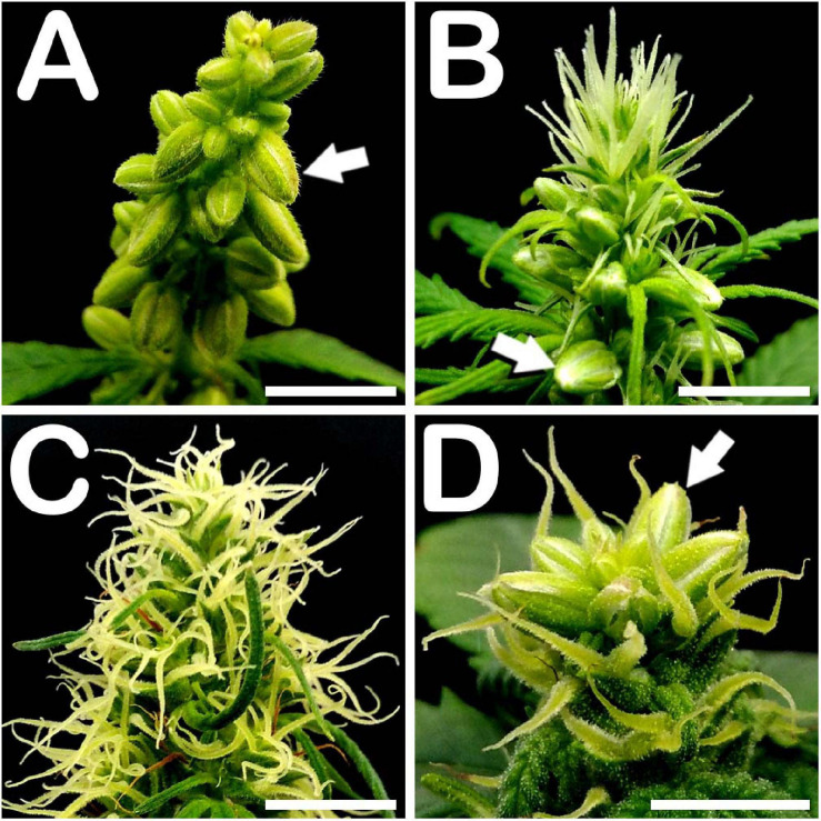 Floral apices of different C. sativa phenotypes. (A) Panicle from an androecious plant showing prominent production of staminate flowers: arrow points to a male flower bud. (B) Floral apex from a monoecious specimen fully covered by pistillate flowers on its apical section, and showing male floral buds in its middle section: arrow points to a staminate flower. (C) Apex from a gynoecious plant, showing multiple pistillate flowers. (D) STS treated gynoecious plant showing male bud formation on its apical section coexisting with pistillate flowers: arrow points to a staminate flower. Scale bars: 5 mm.