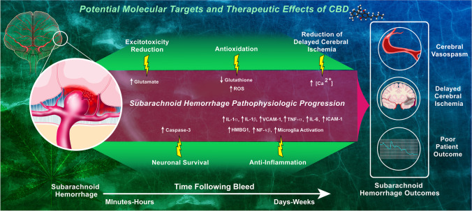 Potential molecular targets of CBD in SAH pathophysiology. Following a subarachnoid hemorrhage due to a ruptured aneurysm, a number of pathological changes occur (purple/red region), leading to cerebral vasospasm, delayed cerebral ischemia, and poor patient outcome. CBD’s potential effects to combat SAH (green region) are mediated by reversing or decreasing these pathologic changes (yellow bolts). A relative timeline of these pathologic changes is displayed at the bottom