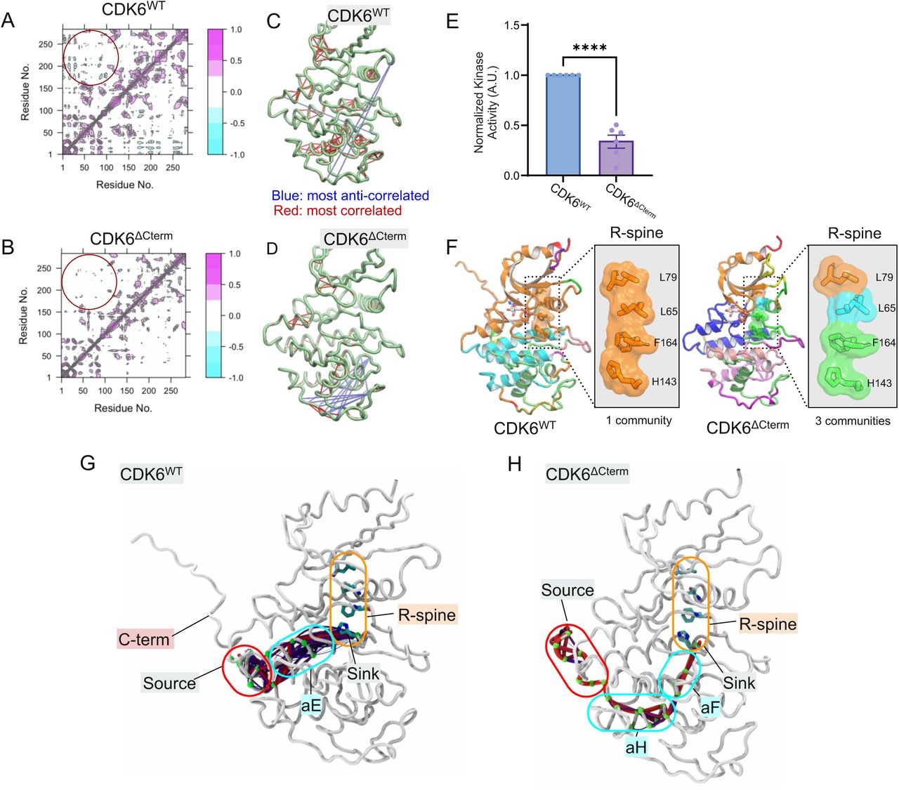 C-terminus modulates the C- and N-lobe opening and closing of CDK6 facilitating more efficient catalysis.Dynamic cross-correlation maps of residue for (A) CDK6WT and (B) CDK6ΔCterm. The maps use a color scale from cyan (-1.0, anti-correlated) to magenta (+1.0, correlated) to show how different protein residues move in relation to each other. A key difference is highlighted in the circled region, showing distinct correlation patterns between N-lobe (residues 1-100) and C-lobe (residues >100) movements in the two kinases.Tube representations of the most correlated and anti-correlated motion in (C) CDK6WT and (D) CDK6ΔCterm. These panels show the regions of CDK6WT and CDK6ΔCterm with the most correlated (positive correlations, red) and anti-correlated (negative correlations, blue) motions, showing how the truncation of the C-terminus alters these dynamics.(E) Normalized kinase activity of cyclin D1-CDK6WT and cyclin D1-CDK6ΔCterm fusions toward RbC. (N = 6; ****P<0.0001)(F) Structural community analysis of CDK6WT and CDK6ΔCterm focusing on the regulatory spine (R-spine). In CDK6WT, the R-spine residues (L79, L65, F164, H143) form a single cohesive community (orange), while in CDK6ΔCterm, these residues are dispersed across three different communities (colored differently), suggesting compromised structural integrity.Allosteric pathway analysis in (G) CDK6WT and (H) CDK6ΔCterm. The graphs trace the communication pathway (highlighted in various colors) from the source residue E308 in the C-terminal region to the sink residue H143 in the R-spine. CDK6WT shows a direct pathway through the αE-helix, while CDK6ΔCterm exhibits a longer route through multiple helices (αH and αF), indicating altered internal dynamics due to C-terminal truncation.