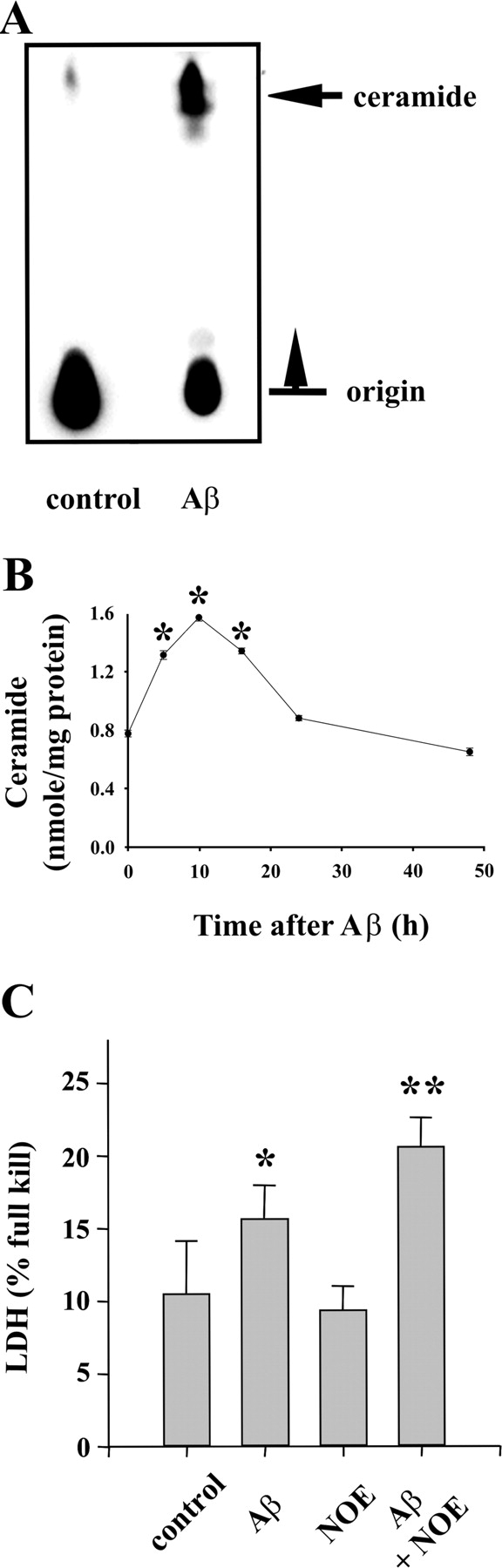 Aβ 25-35–induced ceramide production and enhancement of Aβ cytotoxicity by a ceramidase inhibitor. (A) An increase in cellular ceramide synthesis in OLGs prelabeled with [3H]palmitate and treated with 10 μM Aβ 25-35 for 24 h. (B) Quantitative determination of endogenous ceramide concentration by ESI/MS at various time points after Aβ 25-35 treatment. Note the elevated ceramide content at 5, 10, and 16 h after Aβ 25-35 exposure. (C) Effect of NOE, a ceramidase inhibitor, on Aβ-induced OLG death. OLGs were treated with 10 μM Aβ 25-35 plus 1 μM NOE for 24 h. The culture medium was collected for the LDH assay. Data shown are mean ± SD of three separate experiments in triplicate. *, Significant difference from control; **, significant difference from Aβ treatment; P < 0.05.