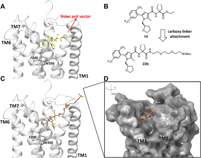 Docking poses of representative pyrrole-based CB1R ligand 14 and DEG probe precursor 22b in the CB1R inactive state (light gray, docked in PDB ID: 5TGZ, X-ray diffraction, 2.80 Å).56 (A) Docking pose of novel DEG ethyl ester ligand 14 (bright yellow) located in the binding pocket of CB1R with the ethyl ester group pointing toward the N-terminal site. (B) Linker installation on 14 via the carboxy-terminal amide bond of DEG is a reasonable strategy based on the docking structures. (C) DEG probe precursor 22b with n = 2 (orange). (D) Linker reaches the CB1R extracellular site through trans-membrane helices (TM) 1 and 2. For docking poses of 15–19, 23b, and 24–27 and a detailed description of the docking studies, see Supporting Information.