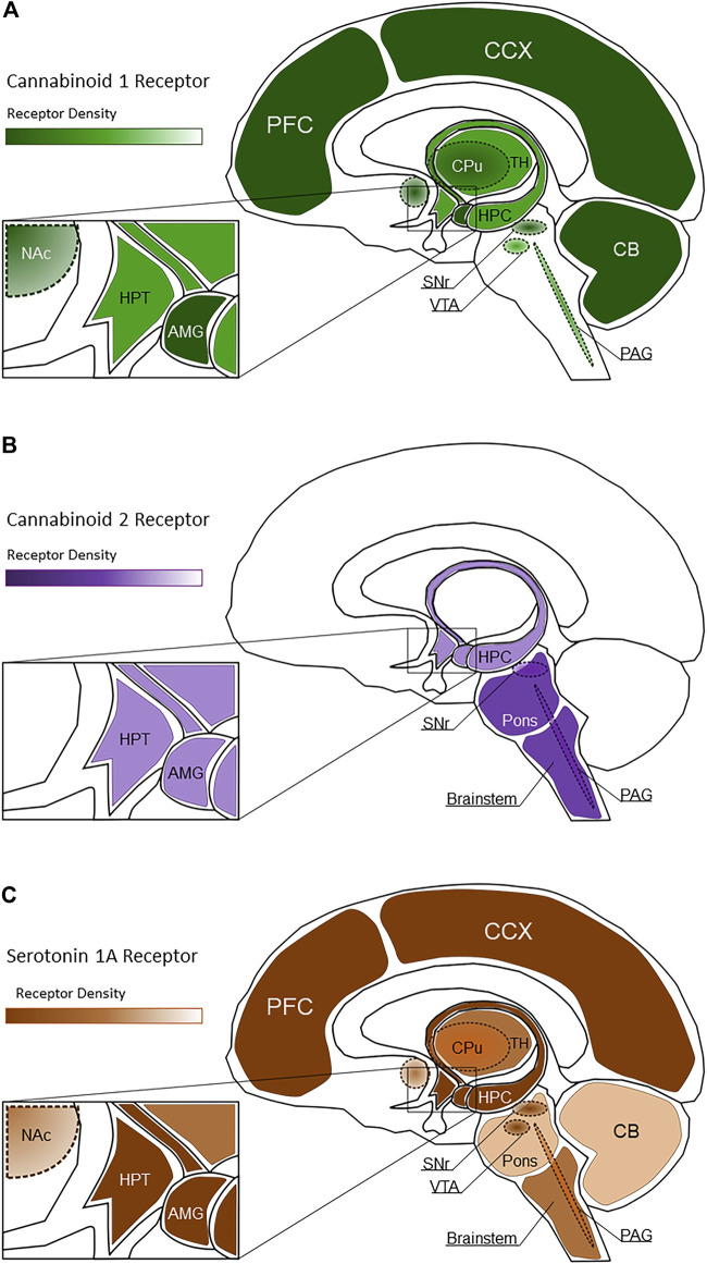 Spatial distribution of CB1R [(A), green shading], CB2R [(B), purple shading], and 5-HT1A receptors [(C), brown shading] within healthy brain regions. Lighter shaded regions represent low receptor density while darker shaded regions represent high receptor density. In these images, PFC, Prefrontal Cortex; CCX, Cerebral Cortex; CB, Cerebellum; CPu, Caudate Putamen; HPC, Hippocampus; TH, Thalamus; HPT, Hypothalamus; Nac, Nucleus Accumbens; SNr, Substantia Nigra pars compacta; VTA, Ventral Tegmental Area; PAG, Periaqueductal gray; AMG, Amygdala.
