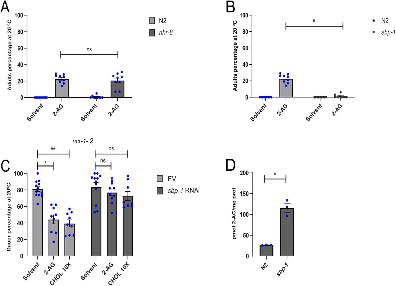 SBP-1 is required for 2-AG modulation of cholesterol mobilization.(A) 2-AG rescue the larval arrest of nhr-8 worms grown two generations under 0 μg/ul of cholesterol at 20 ºC. All values from n = 3 independent experiments show as Mean ± SEM. ns = not significant. (B) 2-AG is unable to rescue the larval arrest of sbp-1 grown two generations under 0 μg/ml of cholesterol at 20 ºC. All Pairwise Multiple Comparison Procedures (Dunn’s Method), *p < 0.001. All values from n = 3 independent experiments are show as Mean ± SEM. (C) 2-AG is unable to suppress dauer formation of a ncr-1-2 strain exposed to sbp-1 RNAi. Kruskal-Wallis One-way analysis of variance on ranks, *p < 0.001, **p < 0.001. All values from n ≥ 3 independent experiments are show as Mean ± SEM. ns = not significant. (D) 2-AG levels are elevated in sbp-1 animals. t-test, *p < 0.005. All values from n = 3 independent experiments are show as Mean ± SEM. N2 is the C. elegans wild-type strain.