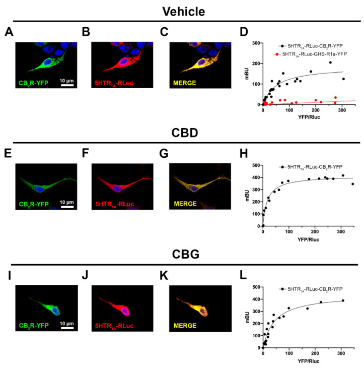 Effect of CBD or CBG on the 5HT1AR–CB2R interaction. (A–C,E–G,I–K) Confocal microscope images of HEK-293T cells expressing CB2R-YFP (0.75 μg cDNA) and 5HT1AR-RLuc (0.5 μg cDNA). Cells were pretreated with 200 μM of CBD (A–C), 200 μM of CBG (E–G), or vehicle (I–K) for 30 min. 5HT1AR-RLuc (red) was identified by immunocytochemistry using an anti-RLuc antibody. The CB2R-YFP (green) was identified by its own fluorescence. Co-localization is shown in yellow. Cell nuclei were stained with Hoechst (blue). Scale bar: 10 μm. (D,H,L) Bioluminescence resonance energy transfer (BRET) assays performed in HEK-293T cells co-transfected with a constant amount of cDNA for 5HT1AR-RLuc (1.5 μg) and increasing amounts of cDNA for CB2R-YFP (0.2 to 4 μg) or, as negative control, with a constant amount of cDNA for 5HT1AR-RLuc (0.75 μg) and increasing amounts of cDNA for GHSR-1a-YFP (0.2 to 2 μg cDNA). Transfected cells were pretreated with 200 nM of CBD (D), 200 nM of CBG (H), or vehicle (L) for 30 min before fluorescence emission was recorded. BRET data are expressed as the mean ± S.E.M of 8 different experiments performed in duplicates. mBU: milliBret units.