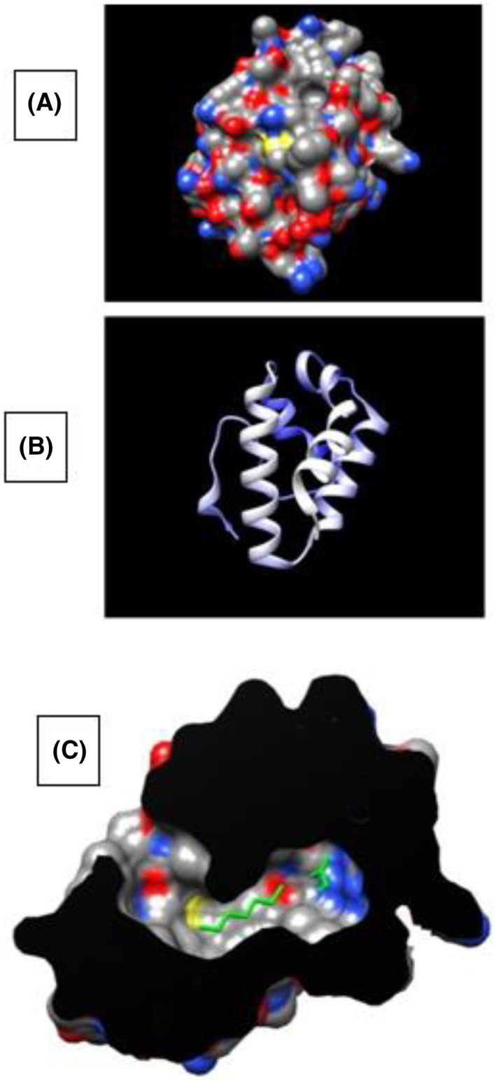 Structure of Pru p 3: (A) surface model, (B) ribbon model, (C) internal cavity with ligand binding