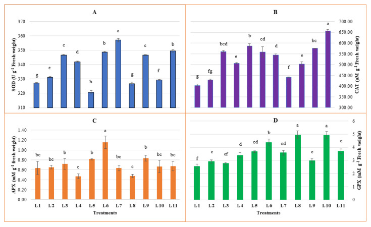 Effect of different LED spectra on Superoxide dismutase (SOD) (A), Catalase (CAT) (B), Ascorbate peroxidase (APX) (C) and Guaiacol peroxidase (GPX) (D) for 20 days on hemp seedlings. Here and subsequent figures: L1, Natural light; L2, White; L3, R8:B2; L4, R7:B2:G1; L5, R7:B2:FR1; L6, R6:B2:G1:FR1; L7, R5:B2:W2:FR1; L8, R5:B2:G1:FR1:UV1; L9, R6:B2:FR1:UV1; L10, R4:B2:W2:FR1:UV1; L11, R2:B2:G2:W2:FR1:UV1. All treatments used a photosynthetic photon flux density of 300 µmol m−2 s−1. Vertical bars indicate mean ± SE of four replicates. Different letters indicate significant differences at p < 0.05.