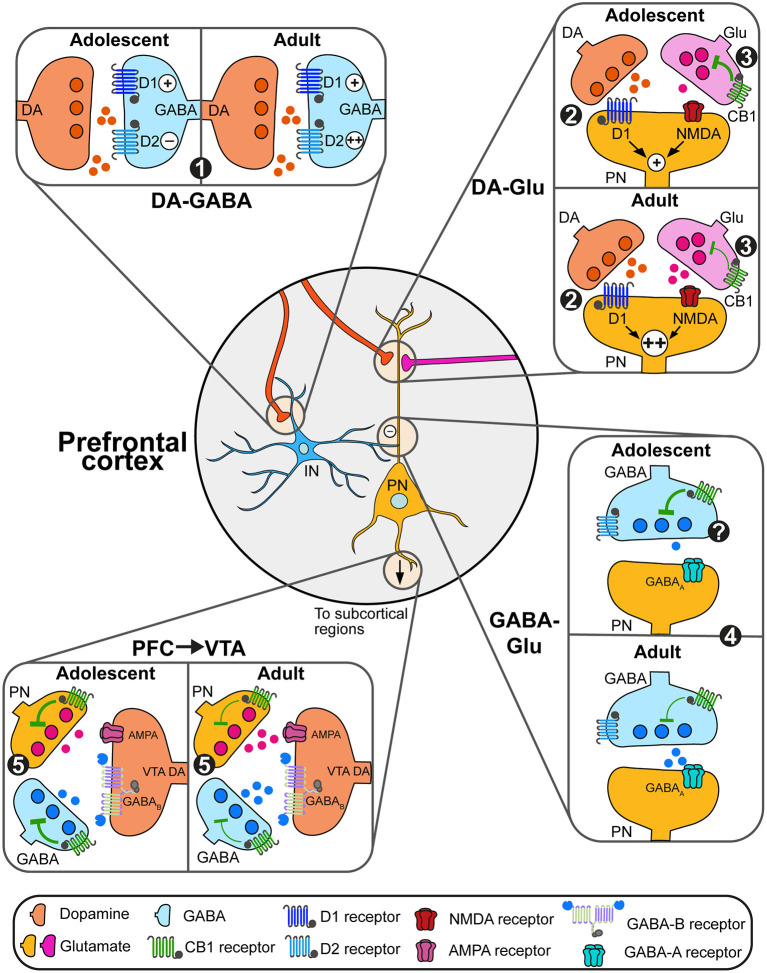 Adolescent changes in the modulation of prefrontal circuits by dopamine and endocannabinoids. (1) During adolescence, dopamine (DA, orange) increases the excitability of prefrontal GABAergic interneurons (blue) solely through D1 actions. At adulthood, dopamine facilitates interneurons excitability through both D1 and D2 receptors, which may change GABAergic control of pyramidal neuron (PN) activity. (2) Dopamine actions through D1 receptors enhance glutamatergic NMDA signaling on glutamate (Glu, pink and orange) neurons. This effect is more robust during late adolescence/adulthood, allowing the emergence of persistent depolarizations of pyramidal neurons (PN, orange). (3) eCB retrograde control (green) of glutamate transmission decreases between adolescence and adulthood, likely due to changes in expression levels of CB1 receptors. (4) At adulthood, the combined action of dopamine on D2 receptors and eCB signaling control the activity of plasticity of GABAergic synapses on PN. Changes in this process during adolescence remain to be demonstrated. (5) PN controls the activity of subcortical circuits. Within the VTA for instance, both PN glutamate transmission and local GABAergic transmission control the activity of DA neurons and DA release. Developmental changes in eCB signaling through the expression of CB1 receptors on PN and GABAergic neurons may change this regulation.