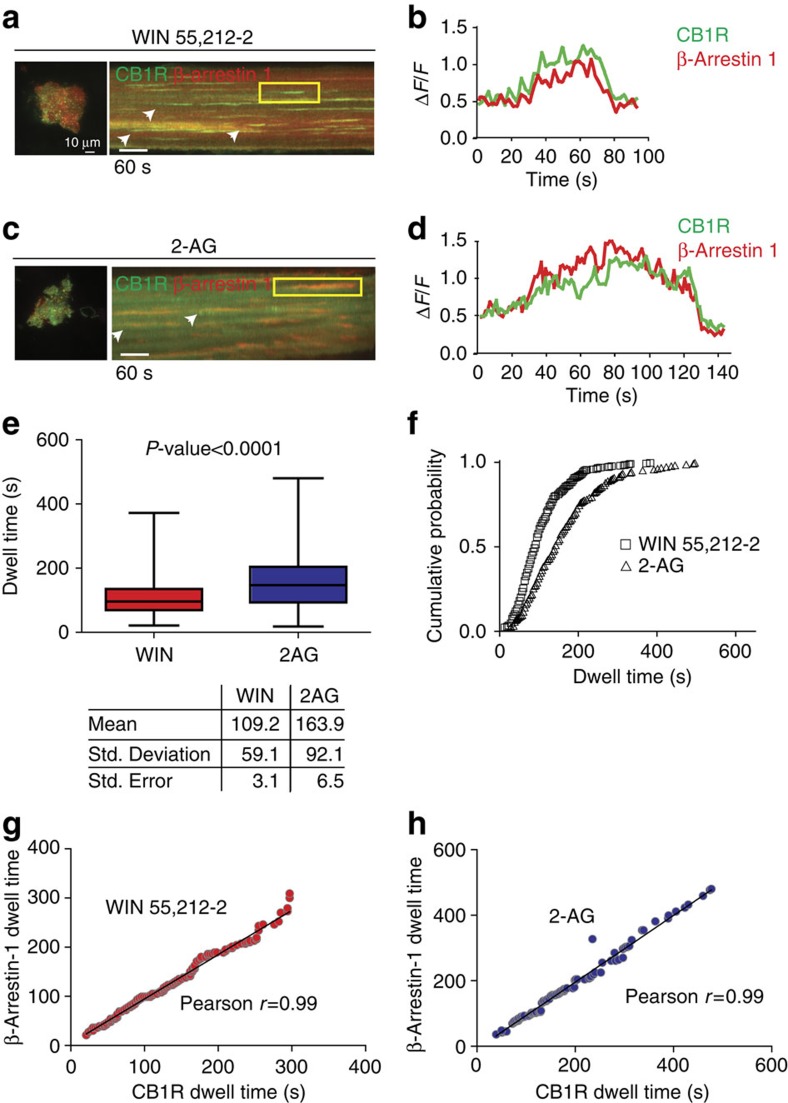 β-arrestin-1 is recruited and retained into CB1R CCPs with ligand-specific kinetics.(a) HEK293 cells co-expressing SEP-CB1R and mRFP-β-arrestin-1 were incubated with 5μM WIN 55,212-2 and analysed under dual-colour TIRF microscopy. Representative kymograph showing individual SEP-CB1R events colocalizing with mRFP-β-arrestin-1. (b) Individual normalized fluorescence intensity from SEP-CB1Rs and β-arrestin-1 during the endocytic event from a (yellow rectangle). (c) Representative kymograph from HEK293 cells expressing SEP-CB1R and mRFP-β-arrestin-1 in the presence of 10μM 2-AG. Individual SEP-CB1R endocytic events colocalize with β-arrestin-1. (d) Normalized fluorescence intensity from SEP-CB1Rs and mRFP-β-arrestin-1 from c (yellow rectangle). (e) Box and whiskers plot showing β-arrestin 1 dwell times into CCPs elicited by 5μM WIN 55,212-2 and 10μM 2-AG, n=342 events per 19 cells and 378 events per 21 cells (plot indicates the median values with min/max range). (f) Cumulative probability from β-arrestin 1 dwell times for 5μM WIN 55,212-2 and 10μM 2-AG. (g) Correlation between β-arrestin 1 dwell times and SEP-CB1R dwell times from the same endocytic event when elicited by 5μM WIN 55,212-2 (P<0.0001; n=305 endocytic events). (h) Correlation between β-arrestin 1 dwell times and SEP-CB1R dwell times from the same endocytic event when elicited by 5μM 2-AG (P<0.0001; n=197 endocytic events).