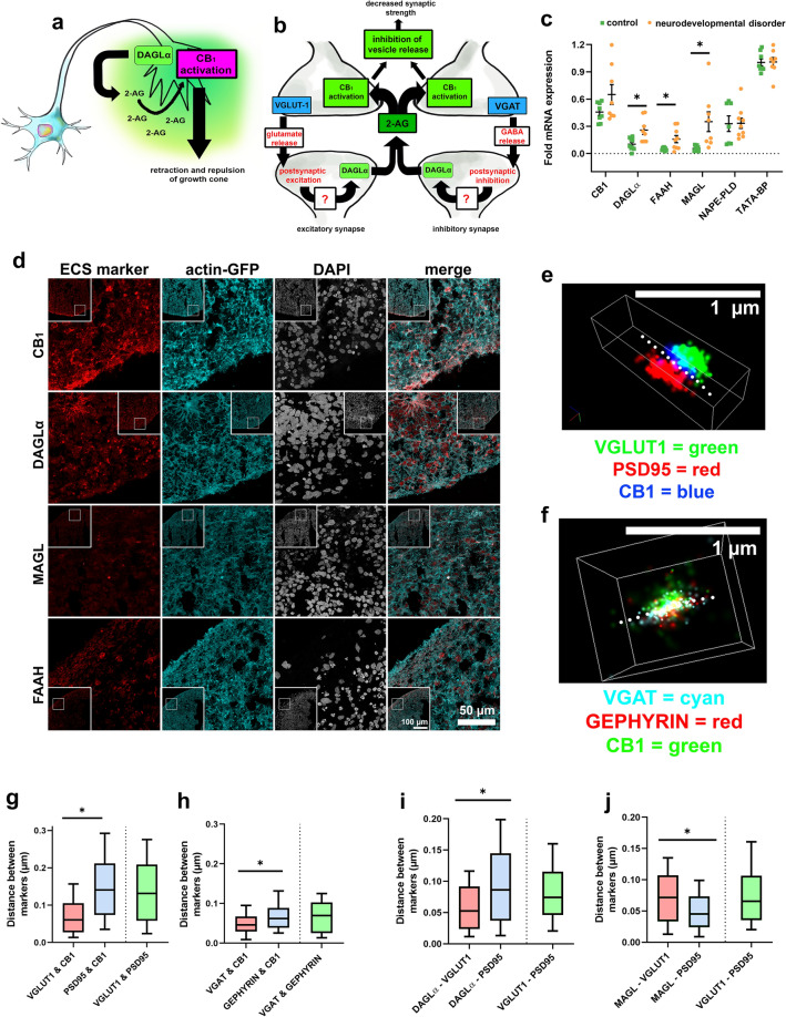ECS constituents are expressed in 90-day old cortical spheroids. CB1, MAGL, DAGLα, and FAAH have increased transcription in cortical spheroids derived from patients with the neurodevelopmental disorder ASD. (a) Primary developmental endocannabinoid 2-AG is produced by DAGLα within the growth cone and activates CB1 in an autocrine manner during fetal neurodevelopment33,34. (b) Paracrine signaling mediated by 2-AG at mature synapses regulates both excitatory and inhibitory synaptic plasticity. (c) Expression levels of DAGLα, FAAH, and MAGL are elevated in cortical spheroids derived from patients with ASD compared to controls (DAGLα: p = 0.007, FAAH: p = 0.014, MAGL: p = 0.012). Expression levels were assessed by qRT-PCR and are expressed as fold differences from TATA-BP. No significant gene expression differences were observed between control- and ASD-derived samples for CB1. Error bars = SEM, compared using student’s t-test. (d) Confocal images of 10 µm thick cryosections of 90-day old control cortical spheroids expressing ECS constituents CB1, DAGLα, MAGL, and FAAH. All cortical spheroids express endogenous GFP-linked β-actin (actin-GFP). (e) Example of an excitatory synapse captured using STORM microscopy. Dashed line represents the synaptic cleft, with CB1 (blue) and VGLUT1 (green) on the presynaptic side and PSD95 (red) on the postsynaptic side. (f) Example of inhibitory synapse captured via STORM microscopy with CB1 (green) located at the presynapse with VGAT (cyan), opposite of gephyrin (red). (g) The median distance between CB1 and presynaptic marker VGLUT-1 (0.060 µm) is significantly less (p < 0.0001, n = 126 synapses) than the distance between CB1 and postsynaptic marker PSD-95 (0.141 µm), indicating presynaptic localization. (h) The median distance between VGAT and CB1 (0.046 µm) was significantly shorter (p = 0.014, n = 47 synapses) than the distance between gephyrin and CB1 (0.062 µm), indicating presynaptic localization of CB1 at inhibitory synapses. (i) DAGLα was presynaptic, with a median distance between DAGLα and VGLUT1 (0.052 µm) that was significantly shorter (p = 0.006, n = 77 synapses) than the distance between DAGLα and PSD95 (0.086 µm). (j) MAGL was postsynaptic, with a significantly shorter (p > 0.001, n = 105 synapses) median distance between MAGL and PSD95 (0.045 µm) compared to the distance between MAGL and VGLUT1 (0.072 µm). Distances were compared using the Mann Whitney test, significance was defined as p < 0.05. Illustrations in panel a and b were created by Alexis Papariello.