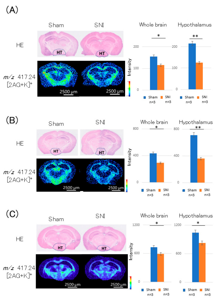 Distribution of 2-AG at the thalamic level in the brain cross-sections of SNI mice. (A) On day 3 post-treatment, 2-AG level in the whole brain was reduced in the SNI group. The difference in 2-AG level was particularly pronounced in the hypothalamus, showing a decrease in the SNI group. (B) On day 7 post-treatment, 2-AG level in the whole brain was reduced in the SNI group. Furthermore, 2-AG level in the hypothalamus was decreased in the SNI group, similar to the result on day 3 post-treatment. (C) On day 21 post-treatment, the SNI group also showed a similar decrease in the 2-AG level, but the difference was smaller. A similar trend was observed in the hypothalamus. *: p < 0.05, **: p < 0.01.
