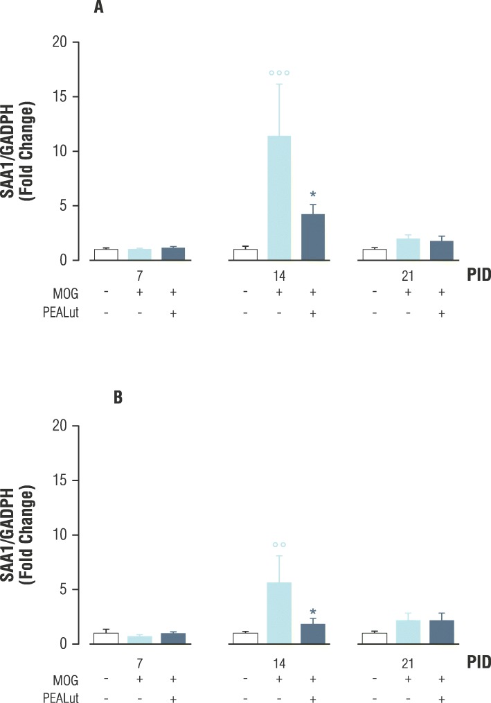 SAA1 mRNA expression in MOG35-55-mice treated with Veh or PEALut. Mice were treated with Veh, MOG/Veh, or MOG/PEALut for 7, 14, and 21 days. Veh or PEALut treatment started at 11 PID. SAA1 mRNA values are reported as mean ± SEM. a Brainstem, b cerebellum. Data are shown as relative expression of Veh values normalized to 1. n = 6 mice for each group. °°p < 0.01, °°°p < 0.001 compared with the Veh-treated group. *p < 0.05 compared with the MOG/Veh