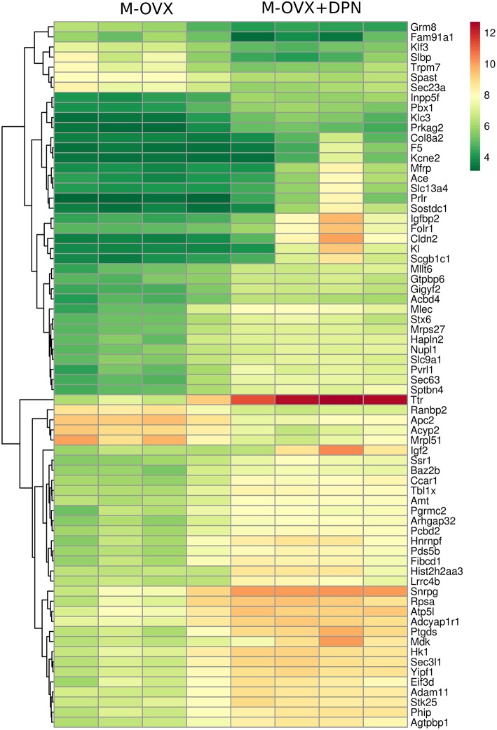 Heat map. It depicts 70 differentially expressed genes in the hippocampus of middle-aged OVX rats treated for 29 days with vehicle or ERβ agonist DPN, respectively. Rows represent DPN-regulated probe sets with corresponding gene symbols displayed on the right side of the figure. Transcription level of each probe is color coded, the continuous color key is displayed in the upper right corner. Individual hippocampal samples of four vehicle (M-OVX)- and four DPN (M+OVX+DPN)-treated animals are shown in columns.