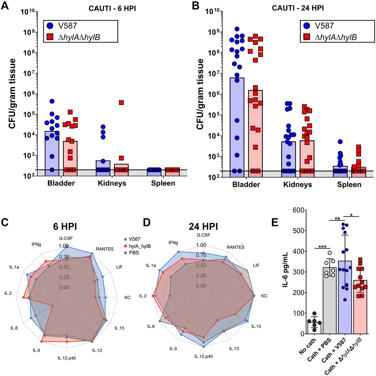 Contribution of HylA and HylB to bladder cytokine and chemokine profiles.(A-B) 7-week old female CBA/J mice were inoculated via transurethral catheterization with 2 x 105 CFU of V587 or ΔhylAΔhylB, or inoculated with a PBS control then sacrificed at 6 and 24 HPI. Each data point represents the CFU/g obtained from a single mouse, and bars indicate the geometric mean. (C-D) Radar graphs for select cytokines and chemokines in bladders from mice inoculated with V587, ΔhylAΔhylB , or PBS at (C) 6 hours and (D) 24 hours post-inoculation. Each ring in the graph represents quartiles of the given analyte, with the furthest ring representing the upper bound of the range of the log of mean abundance (pg/ml) for each metabolite. The scales between A and B are the same for ease of interpretation and the max values (outer-ring) for each metabolite is provided in the legend. (E) IL-6 levels were quantified by ELISA in bladder homogenates from mice that were either mock-inoculated with PBS, catheterized and mock-inoculated with PBS, or catheterized and infected with either V587 or ΔhylAΔhylB. Error bars represent mean ± SD. *P<0.05, ***P<0.001 by one-way ANOVA with Dunnett’s multiple comparison correction.
