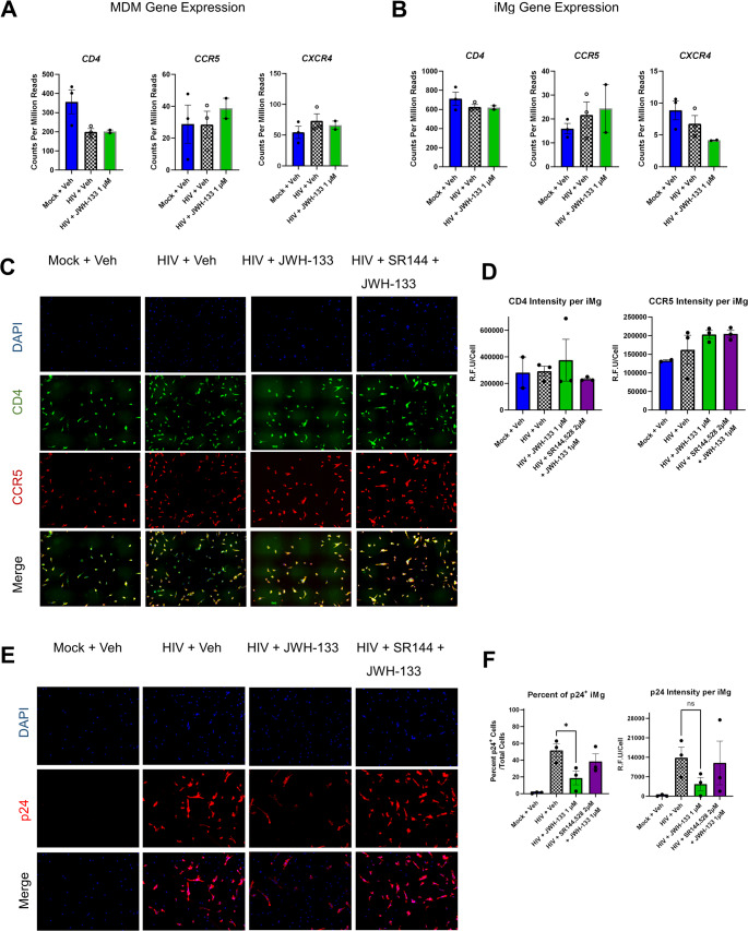 CB2 activation reduces the number of infected cells without altering HIV receptor expression. a, b. Bulk RNA-seq analysis showing the expression of key endocannabinoid system genes in (a) MDMs and (b) iMg. c. Representative images of iMg immunostained for CD4 (red), CCR5 (green), and DAPI (blue). d. Quantification of CD4 and CCR5 expression. Each symbol represents the average of 2 wells/condition. n = 3 differentiations from 2 iMg lines. e. Representative images of iMg immunostained for HIV p24. f. Quantification of CD4 and CCR5 expression. Each symbol represents the average of 2 wells/condition. n = 3 differentiations from 2 iMg lines. One-way analysis of variance (ANOVA) with Dunnett’s correction for multiple comparisons. * p < 0.05; ns, not significant