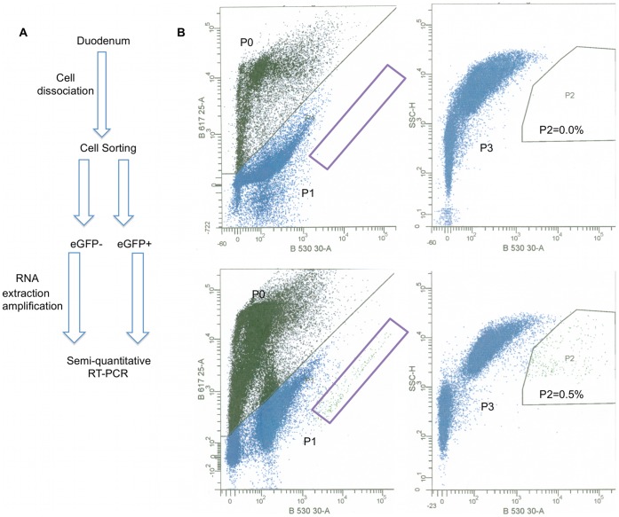 FACS-sorting of eGFP+ and eGFP− cells. A: Schematic overview of the methods employed to isolate I-cells and perform transcript analysis. B: Dissociated duodenal cells from eGFP-CCK mice were sorted using a BD FACS Aria cell sorter (lower panels). Dissociated duodenal cells from a WT/CD-1 mouse were used as a control to set gating parameters for analysis and sorting (upper panels). Cells were first stained with PI and analyzed by eGFP (X-axis) and PI (Y-axis) fluorescence intensity (left panels). PI- positive cells (dead cells, P0) were excluded from further analysis. Live cells (Blue, P1) from CCK-eGFP mice displayed a population of highly fluorescent cells (purple rectangle) that were not present in cell from WT mice. Live cells were also analyzed based on eGFP fluorescence intensity (X-axis) and side scatter (Y-axis). Cells that expressed eGFP were gated as eGFP+ cells, representing 0.5% of total cell population (P2, right lower panel). This population was not present in cells from WT mice (P2, right upper panel). All other cells (P3) were gated as eGFP−. eGFP+ cells and approximately equal number of eGFP− cells were sorted.