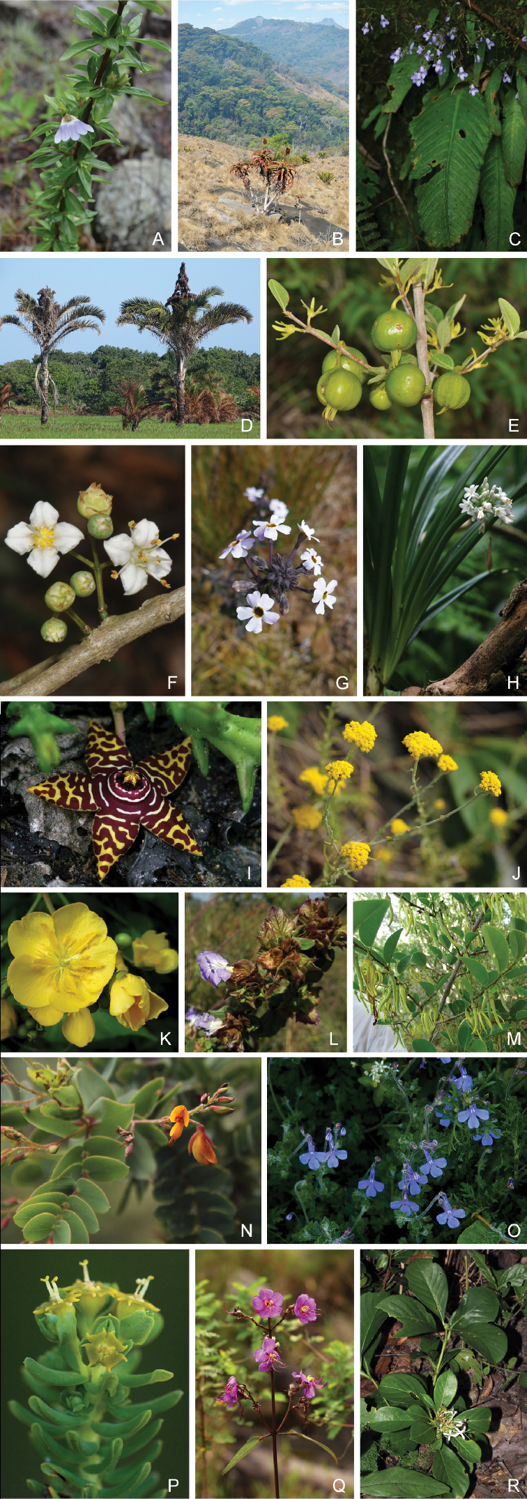 Examples of the strict-endemic and near-endemic plants of Mozambique. ASclerochiton coeruleus, Maronga, Manica (I. Darbyshire) BAloe ribauensis, Ribaue, Nampula (I. Darbyshire) CStreptocarpus brachynema, Mount Gorongosa, Sofala (B. Wursten) DRaphia australis, Bilene, Gaza (H. Matimele) EVangueria monteiroi, Bilene, Gaza (H. Matimele) FMemecylon incisilobum, Bilene, Gaza (H. Matimele) GJamesbrittenia carvalhoi, Tsetserra, Manica (J. Osborne) HCryptostephanus vansonii, Mount Gorongosa, Sofala (B. Wursten) IOrbea halipedicola, Gorongosa National Park, Sofala (B. Wursten) JHelichrysum moorei, Chimanimani Mountains, Manica (B. Wursten) KEriolaena rulkensii, Palma Bay, Cabo Delgado (T. Rulkens) LBarleria torrei, Njesi Plateau, Niassa (J. Osborne) MXylopia torrei, Licuati Forest, Maputo (H. Matimele) NAeschynomene grandistipulata, Chimanimani Mountains, Manica (B. Wursten) OLobelia cobaltica, Chimanimani Mountains, Manica (B. Wursten) PEuphorbia crebrifolia, Chimanimani Mountains, Manica (B. Wursten) QDissotis pulchra, Chimanimani Mountains, Manica (B. Wursten) RPavetta pumila, Cheringoma, Sofala (B. Wursten).