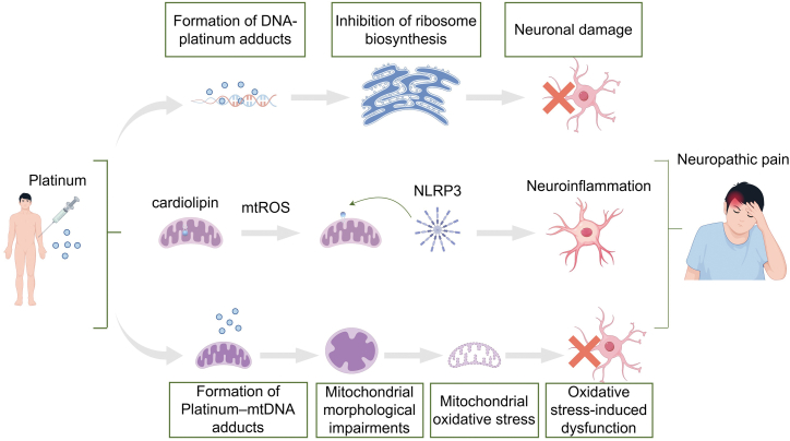 The mechanisms of platinum-induced neuropathic painPlatinum binds to DNA to form DNA-platinum adducts, inhibiting ribosome synthesis and severely affecting neuronal survival. MtROS triggers the translocation of cardiolipin from the inner mitochondrial membrane to the outer membrane, providing an anchoring site for the NLRP3 inflammasome and caspase-1, thereby inducing neuroinflammation. Platinum compounds bind to mitochondrial DNA, leading to changes in mitochondrial morphology and oxidative stress. Due to the high content of oxidation-sensitive components in neurons, they are more susceptible to dysfunction under oxidative stress, ultimately leading to neuropathic pain.