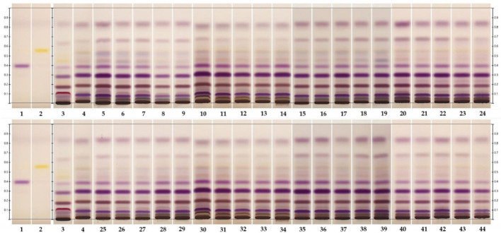 HPTLC fingerprints of in- vivo grown root and hairy root samples under white light after derivatization. Lane 1 and 2, epifriedelanol and friedelin reference standards, respectively; lane 3; hemp roots; lane 4; hairy roots; lane 5-9 and 25-29, hairy roots, supplemented with increasing concentrations of MeJA (0-100μM) for 3 and 6 days, respectively; lane 10-14 and 30-34; hairy roots supplemented with increasing concentrations of YE (0-100 mg/L) for 3 and 6 days, respectively; lane 15-19 and 35-39, hairy roots supplemented with increasing concentrations of SA (0-100μM) for 3 and 6 days; and lane 20-24 and 40-44, hairy roots supplemented with increasing concentrations of CHI (0-100μM) for 3 and 6 days, respectively.
