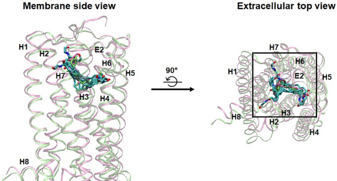 Overlay of eight AEA equilibrated poses and the bound ligands in the X-ray crystal structures of the CB1 receptor.All the eight AEA equilibrated poses (in atom type) were overlaid to AM11542 (in green) and CP55940 (in mauve) after the receptors in these poses were superimposed to the receptors in the X-ray crystal structures of the AM11542-bound CB1 receptor [6] and the CP55940-bound CB1 receptor [7]. The alignment rule of the receptors was same as in Fig 4. Color coding: carbon, cyan; oxygen, red; and nitrogen, blue. Hydrogen atoms were omitted for clarity.