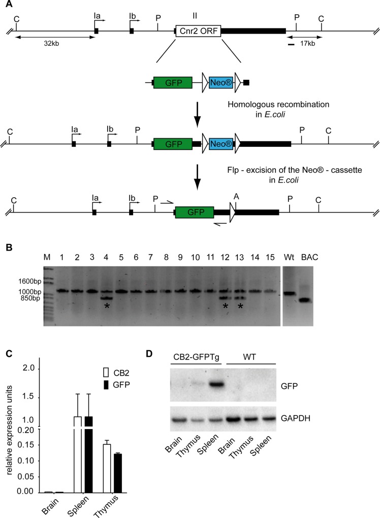 Construction of CB2-GFP BAC transgene and expression in various transgenic mouse tissues.(a) Schematic diagram of GFP-FRT-Neo® BAC modification fragment and homologous recombination into the wild-type Cnr2 BAC depicts Cnr2 exons (black rectangles), ORF (open box), and GFP-FRT-Neo® fusion reporter (green/blue). Cnr2 homology arms (each ∼50 bp) are shown on either side of the insert sequence. Introduction of the GFP-FRT-Neo® cassette leads to a replacement of the Cnr2 ORF without affecting any putative Cnr2 promoter sequences. Excision of the Neo® cassette after integration to derive the final CB2-GFPTg BAC transgene is shown. Restriction enzymes and a genomic probe (black bar) used for Southern blot analysis are indicated. Exons are represented as rectangles and FRT sites as triangles. P: PstI; A: AseI; C: ClaI. (b) Screening for transgene integration by PCR. Integration of the CB2-GFPTg BAC into the genomic mouse DNA was confirmed by PCR with specific primers (eGFP_Aat_F2 and eGFP_R2) as indicated with arrows in a. Three independent founders were identified (asterisks) by the detection of an additional band representing the GFP. (c) Comparison of GFP and CB2 mRNA expression in brain, spleen and thymus relative to HPRT reference gene expression. In brain tissue samples neither GFP nor CB2 mRNA expression was detectable. Thymus showed moderate expression of both, GFP and CB2, whereas spleen tissue revealed highest expression of GFP and CB2. n = 4. (d) Representative western blot analysis of GFP protein expression in brain, thymus and spleen in CB2-GFPTg and WT mice. CB2-GFPtg mice showed moderate GFP protein expression in thymus and high GFP protein expression in spleen. No detectable GFP protein expression in brain tissue samples as well as in samples of WT littermates. GAPDH was used as loading control.