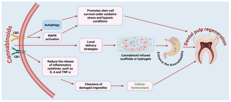Proposed molecular processes responsible for dental pulp regeneration via cannabinoid receptor activation. Cannabinoids interact with CB1 and CB2 receptors expressed on human dental pulp cells. Activation of CB2 receptors leads to the activation of MAPK signaling and induction of autophagy. These processes contribute to stem cell survival under conditions of oxidative stress and hypoxia, which are characteristic of injured or inflamed pulp tissues. In parallel, cannabinoid signaling decreases the release of pro-inflammatory cytokines such as IL-6 and TNF-α, thereby enhancing the clearance of damaged organelles and restoring cellular homeostasis. Local delivery systems such as cannabinoid-infused scaffolds or hydrogels are being investigated to enhance targeted delivery and bioavailability within the confined space of the pulp chamber. These biomaterials not only provide localized delivery but also support the regeneration of the dentin-pulp complex by promoting angiogenesis, neurogenesis, and tissue remodeling. Figure was created in BioRender by Rahman, M. (2025), Agreement number: FP28Z92637: https://BioRender.com.