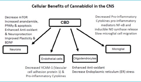 Ongoing research indicates a wide range of cellular mechanisms associated with CBD and the ECS. Specific cellular targets include neurons, endothelial cells, oligodendrocytes and microglial cells [127892108]