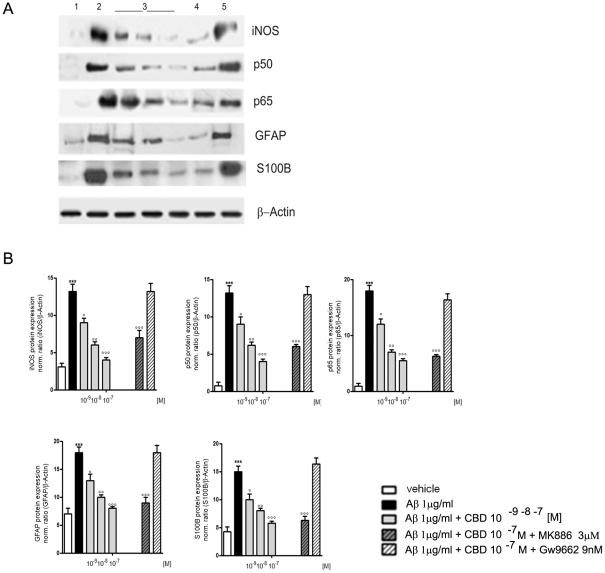 Effects of CBD on Aβ-induced iNOS, GFAP, S100B, and p50/p65 expression in rat astrocytes.Aβ-challenged cells (1 µg/ml) were treated with CBD (10−9–10−7 M) in the presence of PPARα (MK886, 3 µM) or PPARγ (GW9662, 9 nM) antagonist. iNOS, GFAP, and S100B expression was evaluated by Western blot 24 h after treatments. NF-κB activation was evaluated 3 h following treatments by Western blot analysis of its component p50 and p65. Figure shows results of Western blot analysis of proteins (A) and densitometric analysis of corresponding bands (B). Results are the mean ± S.E.M. of four separate experiments. ***p<0.001 vs. control; °p<0.5, °° p<0.01, and °°°p<0.001 vs. Aβ-challenged cells.