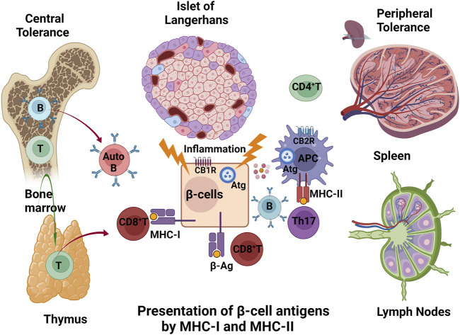 Central and peripheral breakdown of immune tolerance in T1DM: Auto-reactive cytotoxic T (CD8+T) and B (Auto B) cells escape from primary lymphoid (bone marrow and thymus) and secondary lymphoid organs (spleen and lymph nodes). The β-cells exposed to viral infections, an array of cytokines (IL-1β, TNF-α, IFN-γ), injury by toxins, and stress (such as increased ROS production, ER stress, post-translational modifications) conditions may present their auto/neoantigenic peptides (β-Ag) on MHC-I complexes to the cell surface, thereby attracting cytotoxic CD8+T cells. Autoreactive antigens that are endocytosed by antigen presenting cells (APC) activate CD4+Th17 T and B cells. CB1R in β-cells and CB2R in APC cells are players in the outcome to β-cells, possibly through actions on autophagy (Atg).