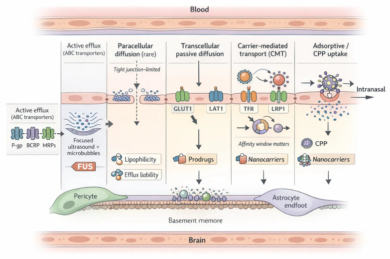 Blood–brain barrier (BBB) transport routes and where delivery platforms intervene: passive limits, engineered influx, and efflux ceilings. The schematic summarizes dominant BBB transport routes relevant to phytochemicals and highlights where delivery platforms intervene. At an intact BBB, paracellular diffusion across tight junctions is negligible and disease-dependent; controlled opening is best treated as a localized modulation strategy (e.g., focused ultrasound (FUS) with microbubbles) rather than a baseline assumption. Transcellular passive diffusion depends on size, polarity, hydrogen bonding, and lipophilicity, but apparent permeability is often capped by metabolism and active efflux. ABC transporters—P-gp, BCRP, MRPs—frequently set the ceiling for unbound brain exposure, motivating efflux-evading prodrugs, stealth/corona control for nanocarriers, and early efflux-liability screening. For polar phytochemicals, carrier-mediated transport (CMT) via GLUT1, LAT1, and MCT1 enables engineered influx using nutrient-mimetic promoieties, requiring Km/VMAX-aware design and brain-selective cleavage. For larger cargos, receptor-mediated transcytosis (RMT) via TfR and LRP1 supports ligand-decorated nanocarriers, but demands an affinity “sweet spot” to avoid endothelial sequestration and lysosomal routing. Adsorptive/CPP uptake can boost entry yet trades specificity for off-target risk; charge-switchable or stimulus-unmasked coatings can mitigate this. Intranasal delivery provides a complementary bypass for suitable payloads. ABC, ATP-binding cassette; BBB, blood–brain barrier; BCRP, breast cancer resistance protein; CMT, carrier-mediated transport; CPP, cell-penetrating peptide; FUS, focused ultrasound; GLUT1, glucose transporter 1; Km, Michaelis constant; LAT1, L-type amino acid transporter 1; LRP1, low-density lipoprotein receptor-related protein 1; MCT1, monocarboxylate transporter 1; MRPs, multidrug resistance-associated proteins; P-gp, P-glycoprotein; RMT, receptor-mediated transcytosis; TfR, transferrin receptor; VMAX, maximum transport rate.