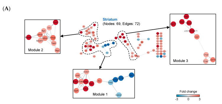 Construction of protein–protein interaction networks (PPI) from DEGs. (A) Construction of a PPI network in the striatum. (B) Construction of a PPI network in the whisker follicle. The putative PPI networks of DEGs were visualized via the Search Tool for the Retrieval of Interacting Genes/Proteins (STRING) application (confidence (score) cut-off = 0.4) in the Cytoscape software (v3.7.1). Red nodes denote up-regulated genes, and blue nodes indicate down-regulated genes. The intensity of each node color means the fold change. The top three modules of each tissue were identified by the MCODE plug-in in the Cytoscape software.