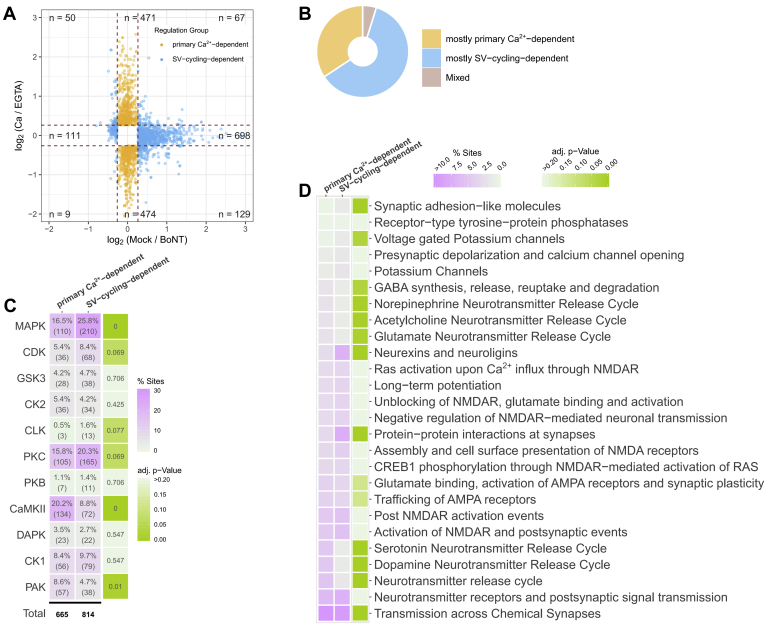 Dependence of regulated phosphorylation sites on calcium influx and SV cycling.A, Categorization of phosphorylation events based on the magnitude of the log2 fold changes in Mock versus BoNT experiment (x-axis) and log2 fold changes in Ca versus EGTA experiment (y-axis). Only events quantified in both experiments and satisfying a q-value threshold of <0.01 are shown. The events are classified into two regulation groups: (i) “primary Ca2+-dependent” (sites with no significant or not-quantified SV cycling effect, i.e., absolute log2 (Mock/BoNT) < 0.263 and absolute log2 (Ca/EGTA) > 0.263), shown as orange dots; and (ii) “SV-cycling-dependent” (absolute log2 (Mock/BoNT) > 0.263). B, Proportion of proteins that can be organized in one of the regulation groups based on the categorization of phosphorylation sites they carry. Only sites that surpassed the FDR-threshold of <1% were considered. If > 60% of the significantly regulated sites on a protein belong to one of the two regulation groups (“primary Ca2+-dependent” or “SV-cycling-dependent”), the protein is categorized in “mostly primary Ca2+-dependent” or “mostly SV-cycling-dependent,” respectively. C, Enrichment of predicted kinase–substrate interactions for “primary Ca2+-dependent” and “SV-cycling-dependent” regulation groups. The left panel shows the percentage and the absolute number of sites in each category (x-axis) that can be regulated by a particular kinase group (y-axis). The number under the black line provides the total number of sites with predicted kinase–substrate relationship in each category. The right panel shows Benjamini–Hochberg adjusted p-values after a Fisher’s exact test. An equal distribution of kinase–substrates relationships between the “primary Ca2+-dependent” and “SV-cycling-dependent” categories was set as a null hypothesis. D, Reactome pathway terms of neuronal origin (69). Reactome pathway terms of neuronal origin were selected based on their enrichment (Benjamini–Hochberg adjusted p-value < 0.1) for all proteins carrying significantly regulated phosphorylation sites. Proportion of “primary Ca2+-dependent” and “SV-cycling-dependent” sites of all “primary Ca2+-dependent” or “SV-cycling-dependent” sites per functional term is shown as color code (magenta). Fisher’s exact test was applied to test equal distribution of “primary Ca2+-dependent” and “SV-cycling-dependent” sites for each term. Benjamini–Hochberg adjusted p-values are represented as a color code (green). Abbreviations: AMPAR stays for α-amino-3-hydroxy-5-methyl-4-isoxazolepropionic acid receptor; CREB1 ∼ CAMP-responsive element binding protein 1; GABA ∼ γ-amminobutyric acid; NMDAR ∼ N-methyl-d-aspartate receptor; RAS ∼ rat sarcoma gene.